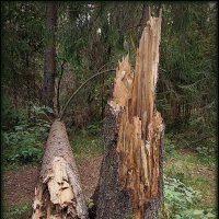 Лесные зарисовки.