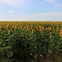 Подсолнухи