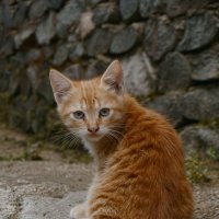Рыжий кот с Абхазии