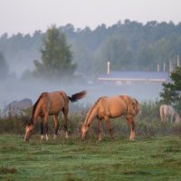 Выгул туманным утром. :: Виктор Евстратов Выгул туманным утром. :: Виктор Евстратов