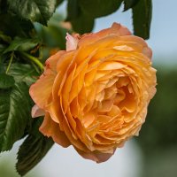 Роза :: Игорь Сикорский