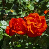 Розы :: Анатолий Чикчирный