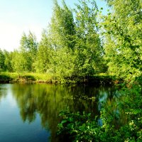 лесной водоем :: Владимир 