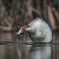 Брызги воды