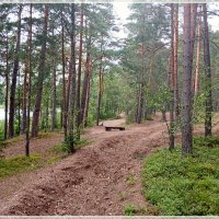 В сосновом бору.