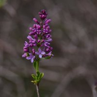 Шутки природы. Созрела рябина, зацвела сирень) :: Роман Пацкевич Шутки природы. Созрела рябина, зацвела сирень) :: Роман Пацкевич
