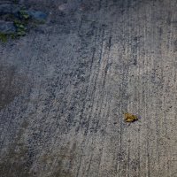 маленький лягушенок на большой дороге :: Артём Евтюхов маленький лягушенок на большой дороге :: Артём Евтюхов
