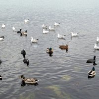 Птичий базар :: Татьяна Лютаева