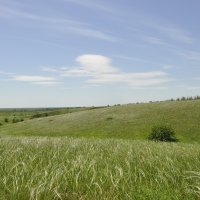 Ковыль.
