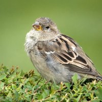 Московский Passer domesticus :)