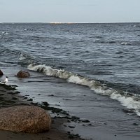 Вдоль Финского залива. :: Татьяна 