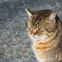 Котофей ... :: Ravile 