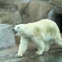 Ворона: " не перепадёт ли с мишкиного стола".