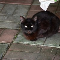 КоТоГраФия