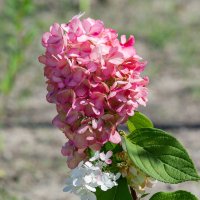 Цветы :: Виктор Иванович Чернюк Цветы :: Виктор Иванович Чернюк