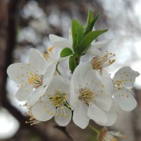 Дыхание весны :: Reiko _ Дыхание весны :: Reiko _