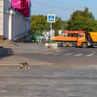 Даже кошек заставляли идти в обход. :: Анатолий. Chesnavik. Даже кошек заставляли идти в обход. :: Анатолий. Chesnavik.