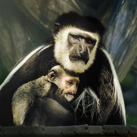 Колобус :: SanSan 
