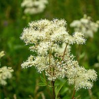 Filipendula ulmaria