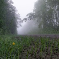 По дороге в туман