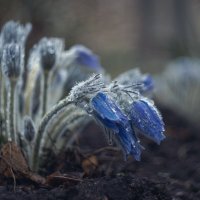 Мартовские сны умытой сон-травы. :: Анатолий Щербак