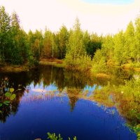 лесное озеро :: Владимир 