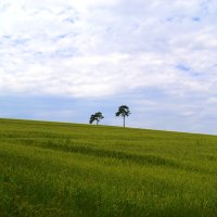 За колючей проволокой – такая красота!