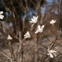 Магнолия звёздчатая (Magnolia stellata). :: Анатолий Щербак