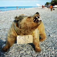 Не лапать! :: Надежда Не лапать! :: Надежда