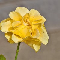 Цветы :: Светлана 