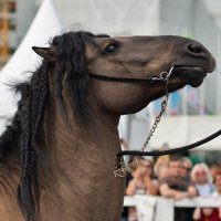 Домашние животные