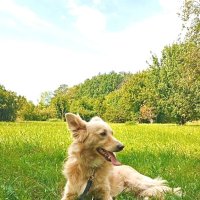 Домашние животные