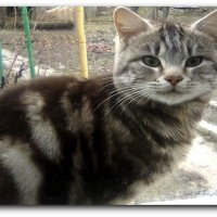 Соседский Барсик,заглядывает в окно на даче.