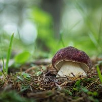 Белый гриб сосновый (лат. Boletus pinophilus)... :: Федор Кованский Белый гриб сосновый (лат. Boletus pinophilus)... :: Федор Кованский