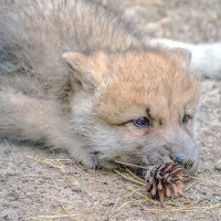 раньше с мамой на оленя ходил, теперь шишкую.... :: Аркадий Лаптенко