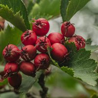 Созрел боярышник. :: Петр Беляков