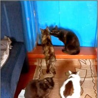 Из деревенской жизни кошек :: Ольга Довженко Из деревенской жизни кошек :: Ольга Довженко