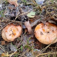 Грибочки под ногами