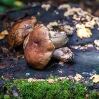 Не пусто, но и не густо. :: Анатолий. Chesnavik. Не пусто, но и не густо. :: Анатолий. Chesnavik.