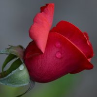 После дождя...Открывает лепестки к солнышку...