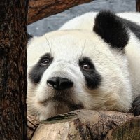 Катюша