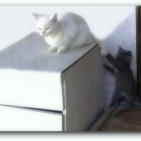 Нет лучшей игрушки, чем мамин хвостик.