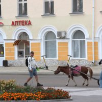 Гужевой транспорт :: Венера Чуйкова