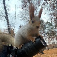 помощница