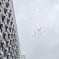Кружат голуби над городом :: Валерий Иванович Кружат голуби над городом :: Валерий Иванович