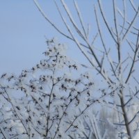зимы прекрасные моменты :: Елена Шаламова