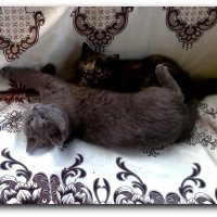 Я тебя никому не отдам