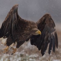 Дикие животные