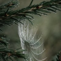 В лесной тиши... :: Федор Кованский 
