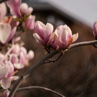 Блаженство красоты магнолии цветущей.
